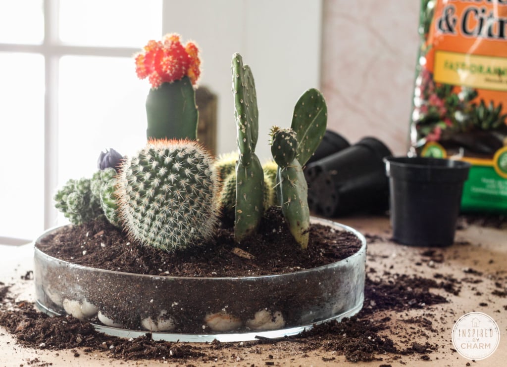 cactus planter with dirt spread around the table.