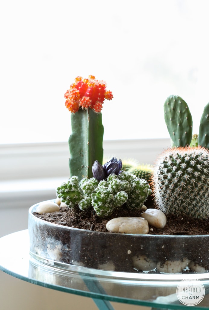 Tabletop Cactus Garden | Inspired by Charm