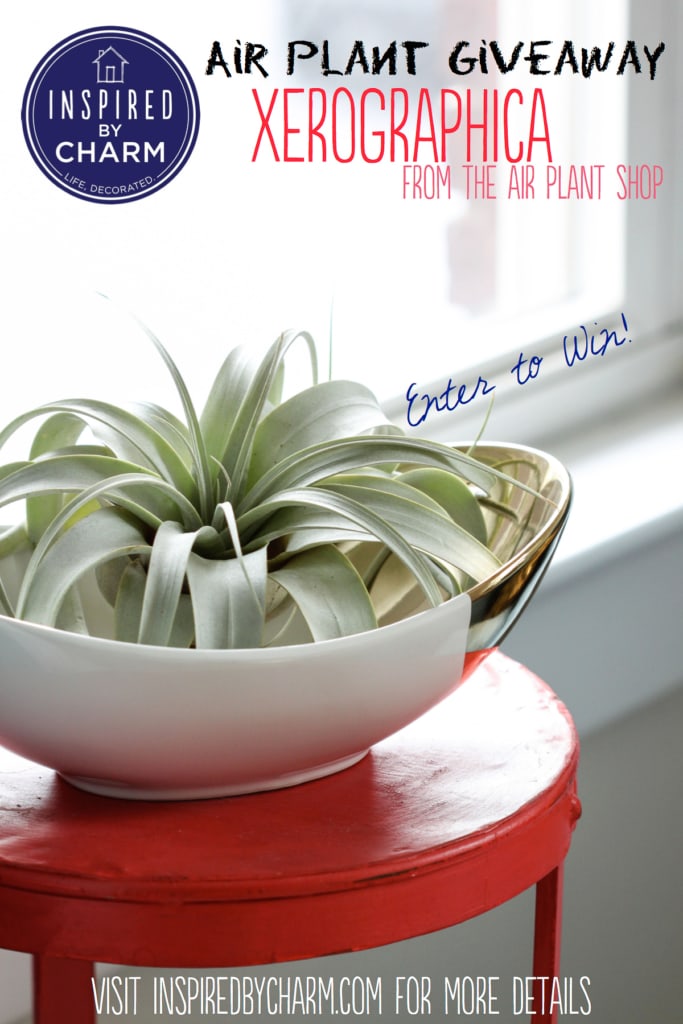 Air Plant Giveaway | Inspired by Charm #31daysofhome