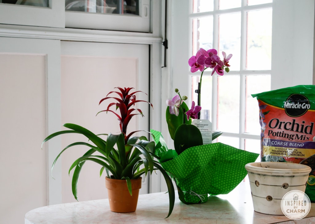 Flowering Indoor Plants on a Budget | Inspired by Charm #31daysofhome