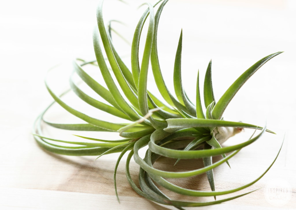 Air Plant Giveaway | Inspired by Charm #31daysofhome