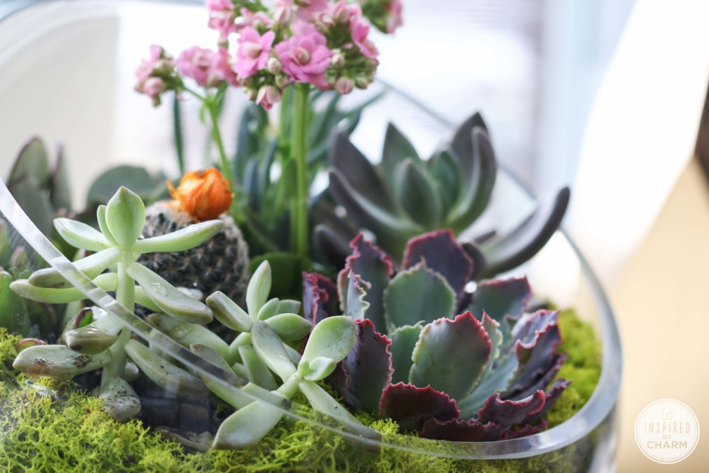 Succulent Garden Bowl | Inspired by Charm