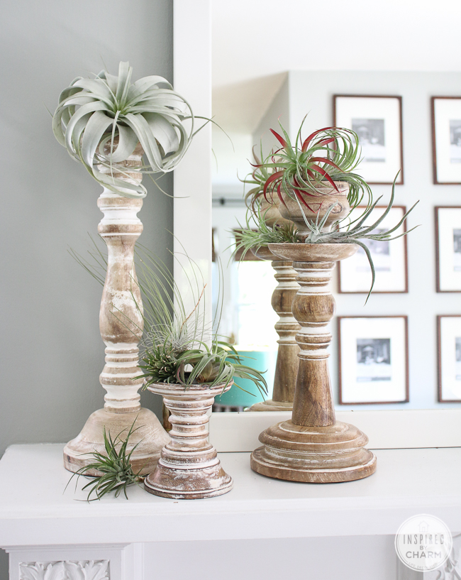 Decorating with Air Plants | Inspired by Charm