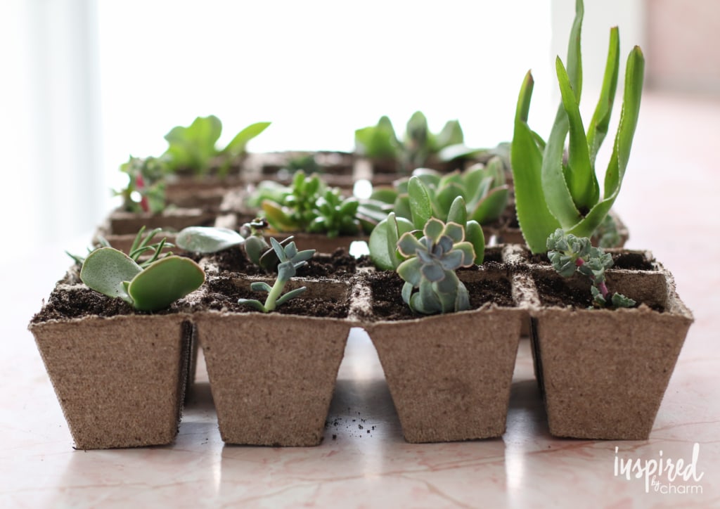 Succulent Propagation | Inspired by Charm