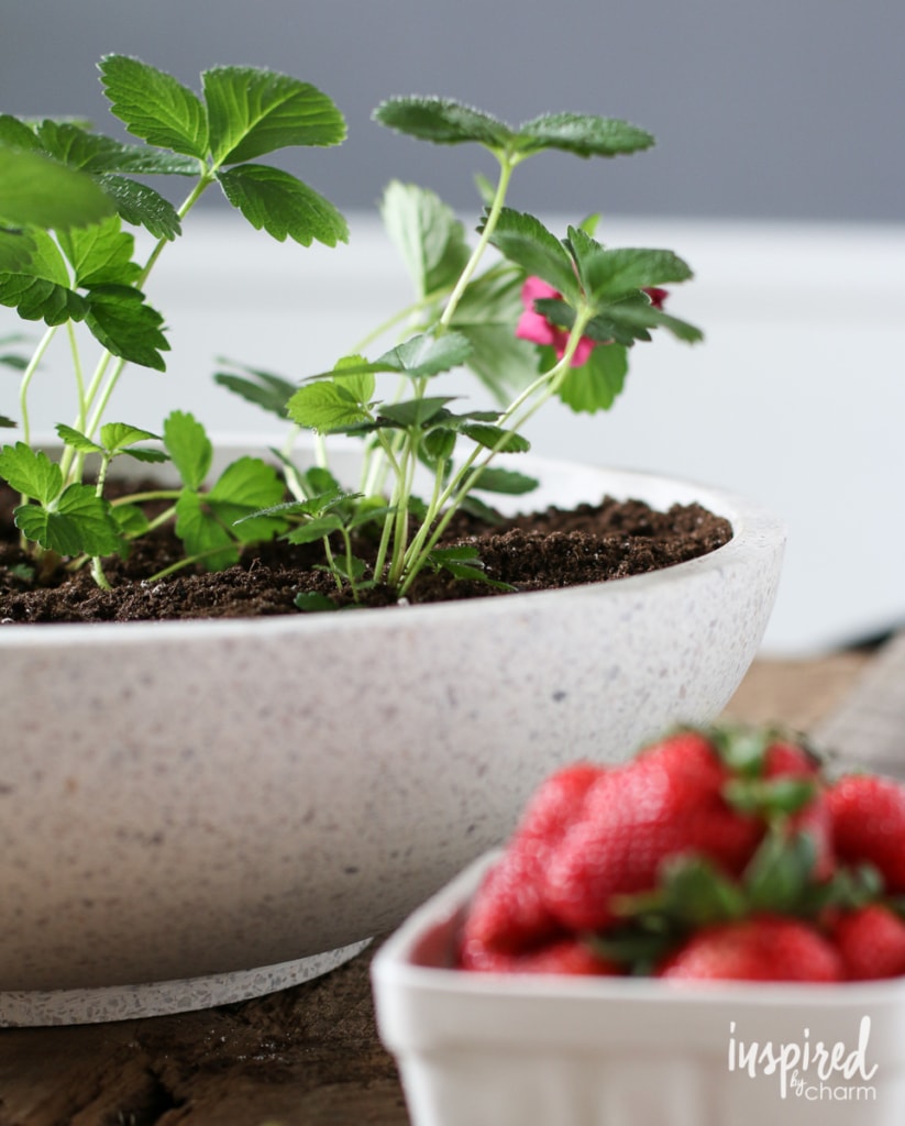 Strawberry Planter | Inspired by Charm
