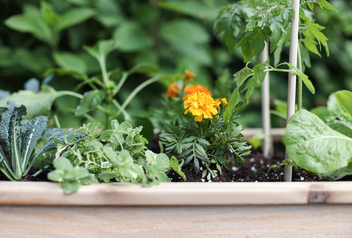 4 Steps to a Raised Vegetable Garden