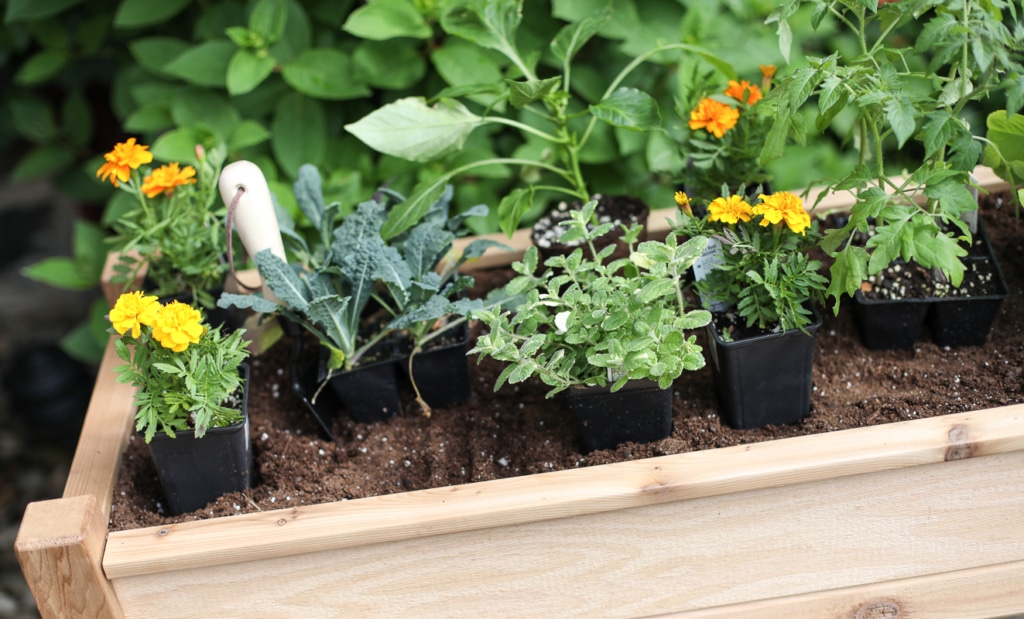 4 Steps to Creating and Styling an Outdoor Raised Vegetable Garden | Inspired by Charm