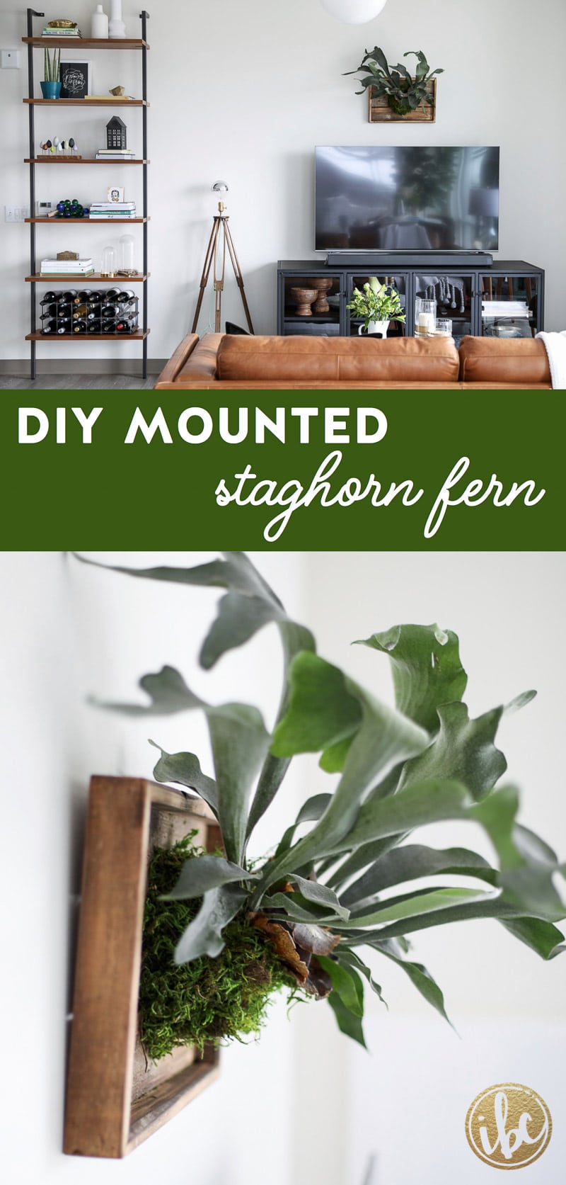 Learn how to make this DIY Mounted Staghorn Fern! #plant #diy #staghorn #fern