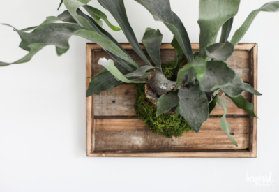 Learn how to make this DIY Mounted Staghorn Fern! #planting #diy #staghorn #fern