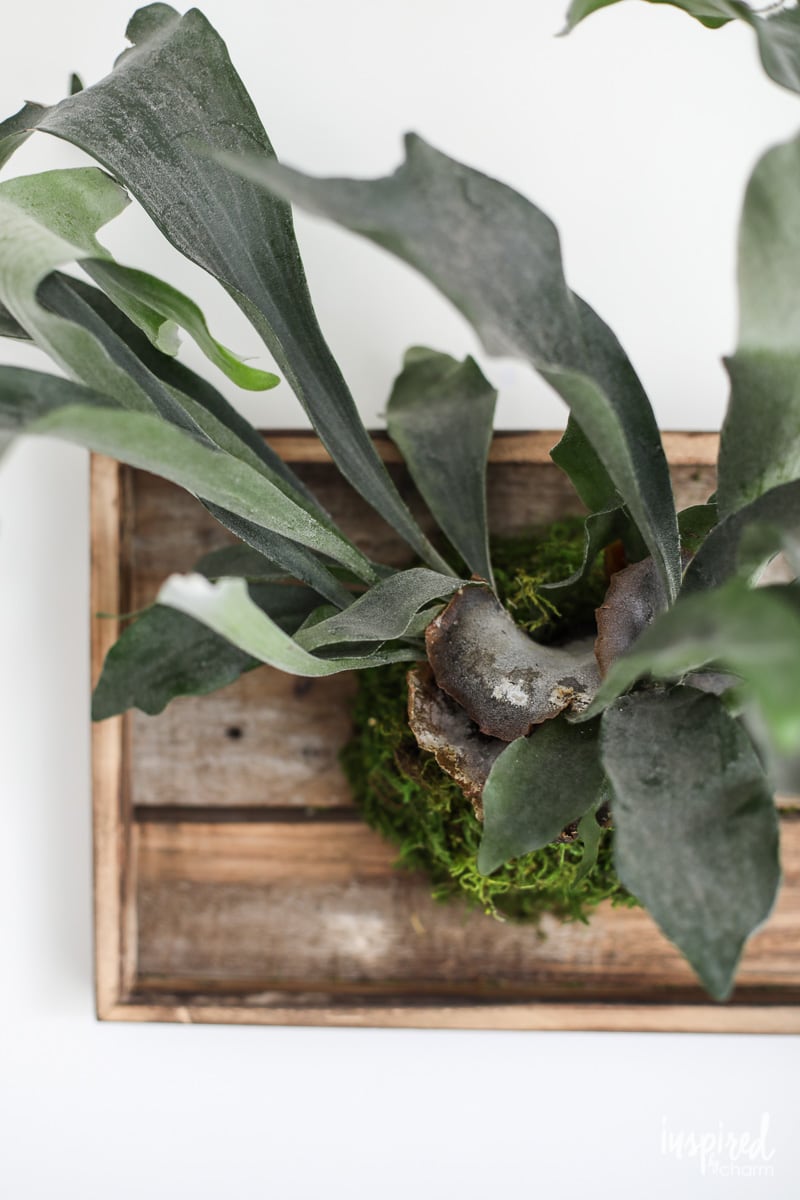 Learn how to make this DIY Mounted Staghorn Fern! #planting #diy #staghorn #fern