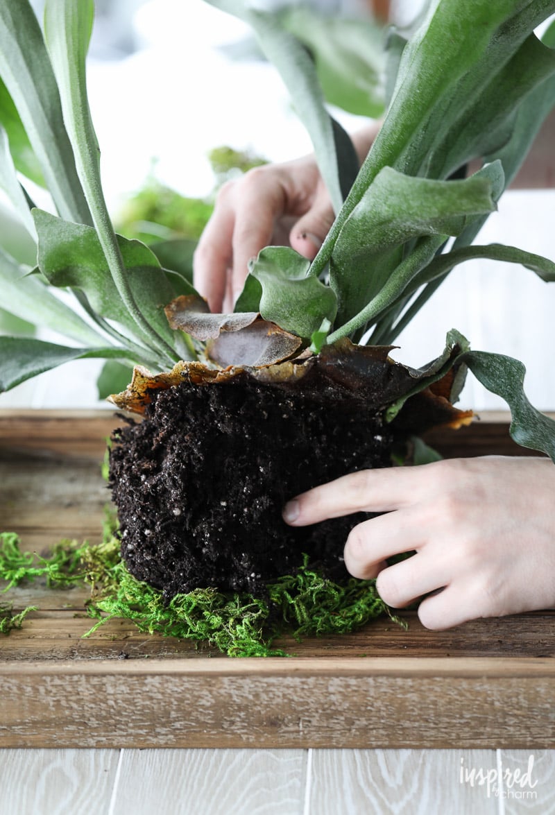 Tutorial to learn how to make a DIY Mounted Staghorn Fern #diy #staghorn #plants