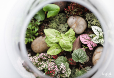Learn how to make a terrarium! #terrarium #plants #diy #garden