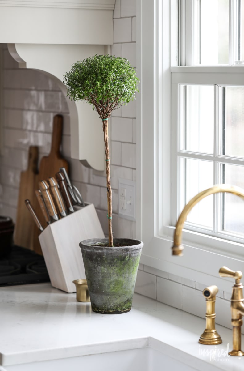 Incorporating New Indoor Plants - Home Decor with Plants #plant #decor #decorating #plants #myrtle #topiary