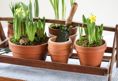 How to Create a Spring Centerpiece with Potted Flowering Bulbs #spring #centerpiece #table #decor #diningroom #bulb #bulbs #plants #flowers