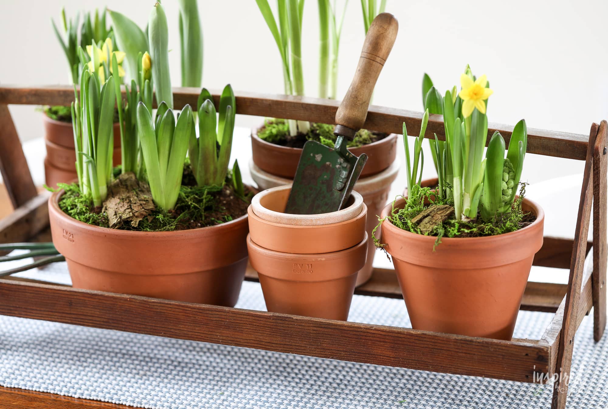 Spring Centerpiece: Potted Flowering Bulbs