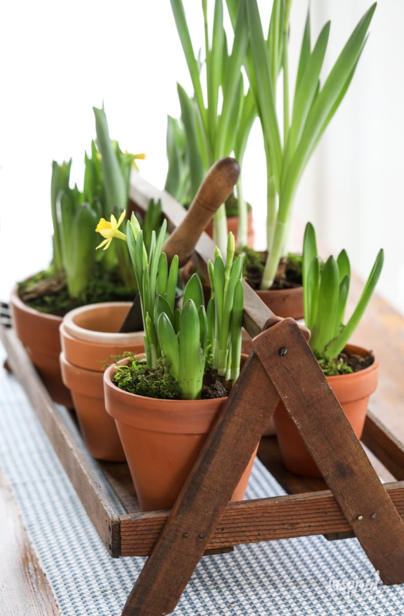 How to Create a Spring Centerpiece with Potted Flowering Bulbs #spring #centerpiece #table #decor #diningroom #bulb #bulbs #plants #flowers