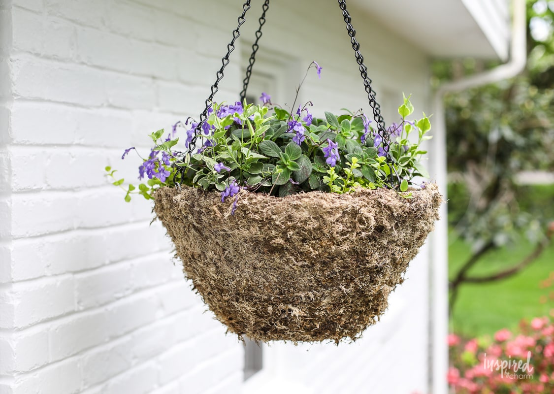 DIY Hanging Basket Plant for Shade #plant #flowers #hangingbasket #shade #container #garden #flowering #combination #hangingflower #creepingjenny #vincavine