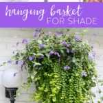 DIY Hanging Basket Plant for Shade #plant #flowers #hangingbasket #shade #container #garden #flowering #combination #hangingflower #creepingjenny #vincavine