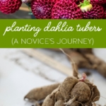 Planting and Growing Dahlias #planting #growing #dahlia #tubers #garden #flowergarden