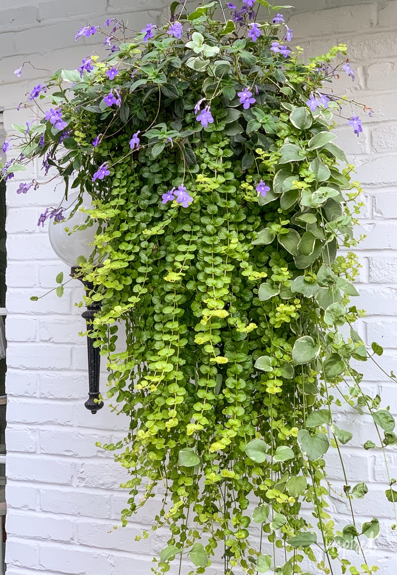 DIY Hanging Basket Plant for Shade #plant #flowers #hangingbasket #shade #container #garden #flowering #combination #hangingflower