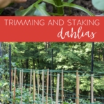 Growing Dahlias: Trimming and Staking #garden #flowergarden #dahlia #growingdahlias #plantingdahlias