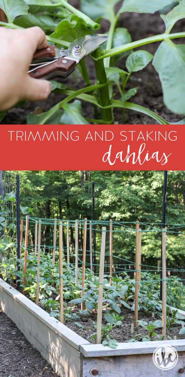 Growing Dahlias: Trimming and Staking #garden #flowergarden #dahlia #growingdahlias #plantingdahlias 