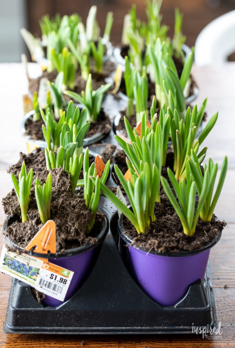 Ironstone Flowering Bulb Planter #spring #planter #ironstone #bulb #daffodil #hyacinth #crocus #centerpiece #springdecor