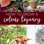 How to Grow a Coleus Topiary #coleus #topiary #planting #garden #gardening #topiaries #coleusplant