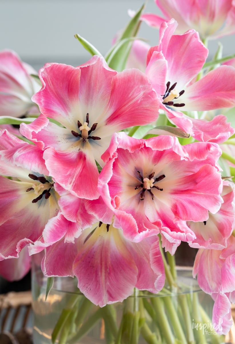 pink tulips open arrangement