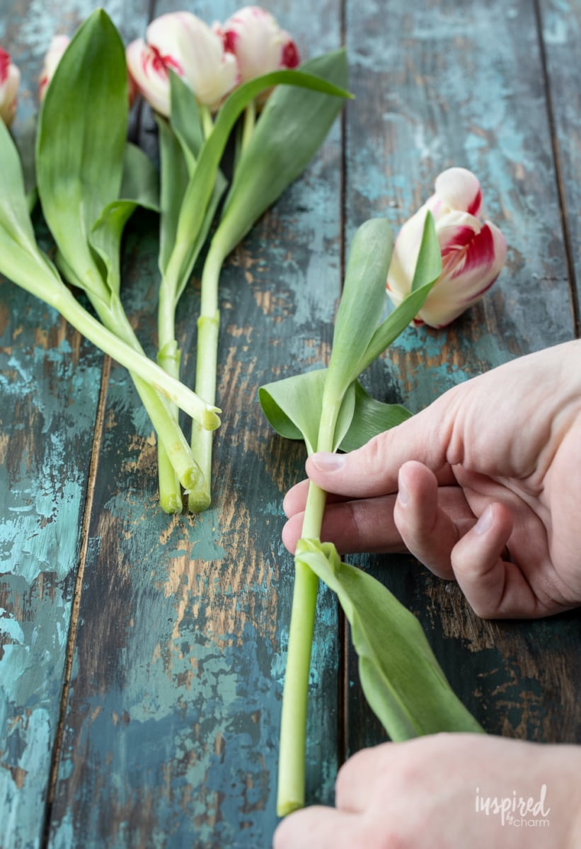 removing leaves from tulips