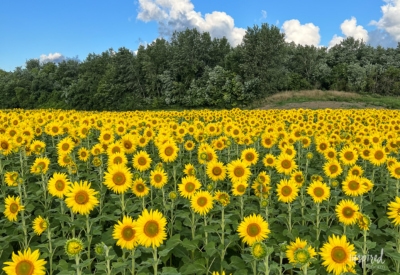 field of sunflowers.