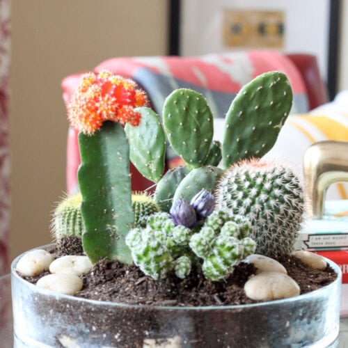 cactus planter on a table in a room.