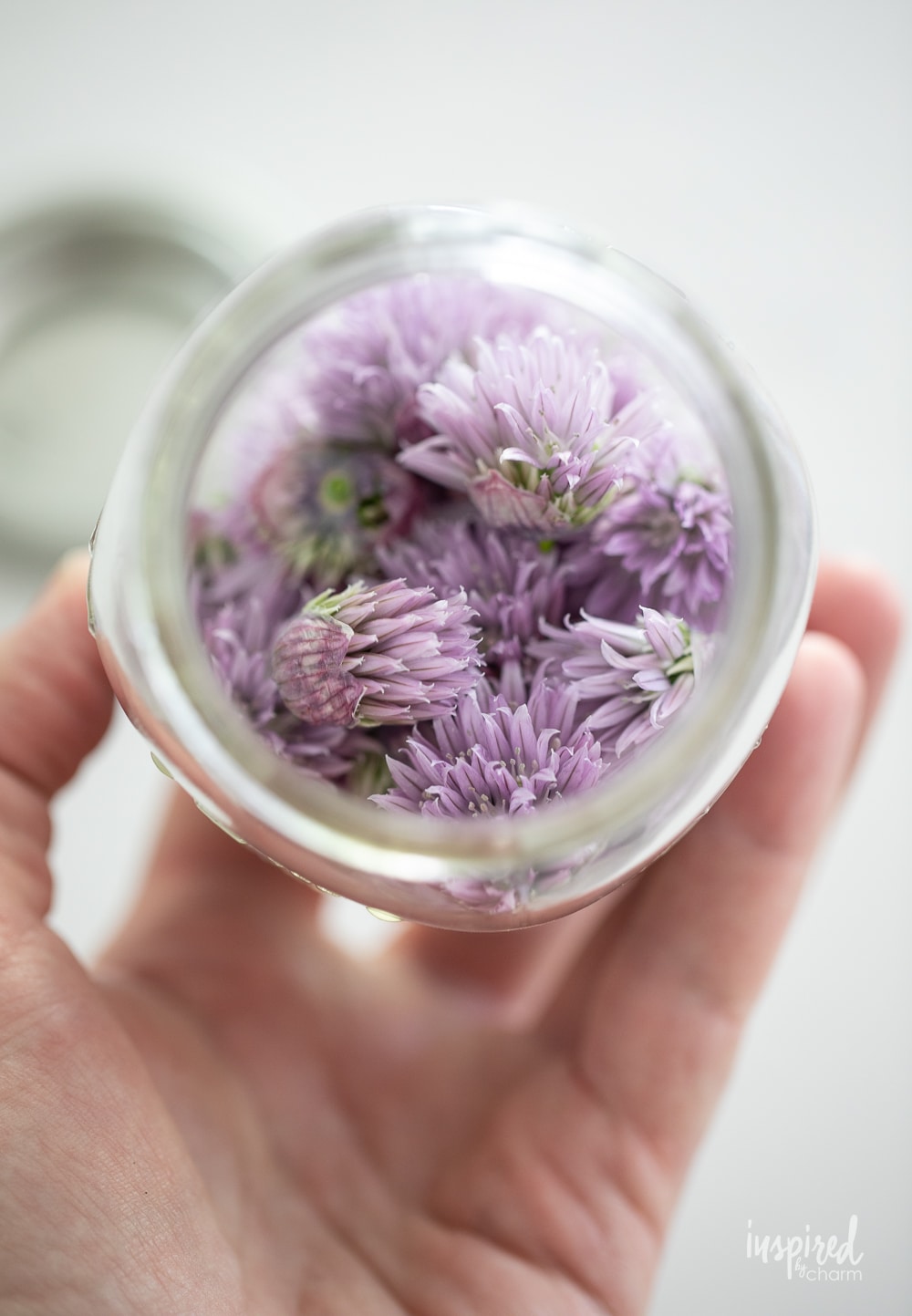 hand holding a mason jar filled with chive blossoms.