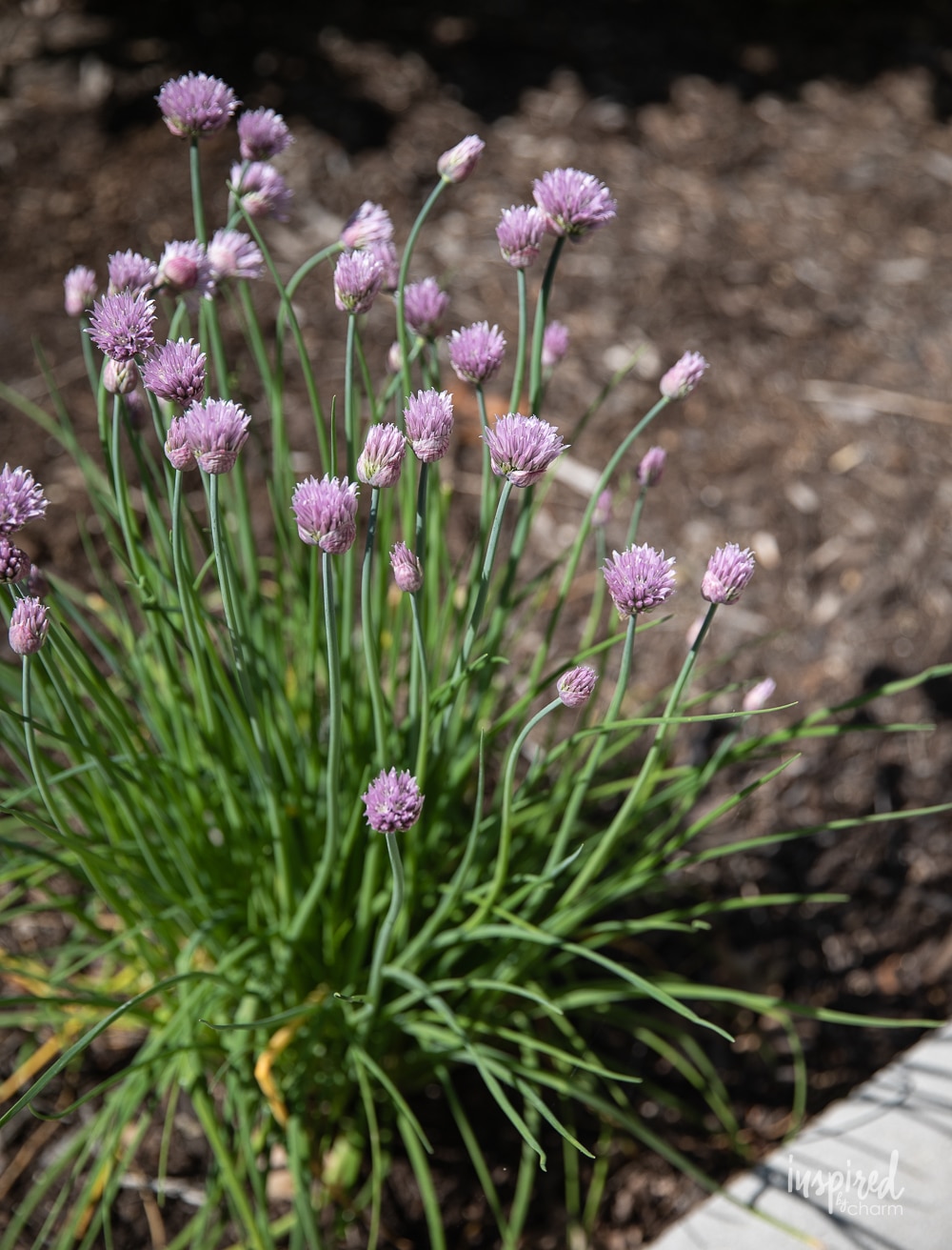 chive plant with chive blossoms.