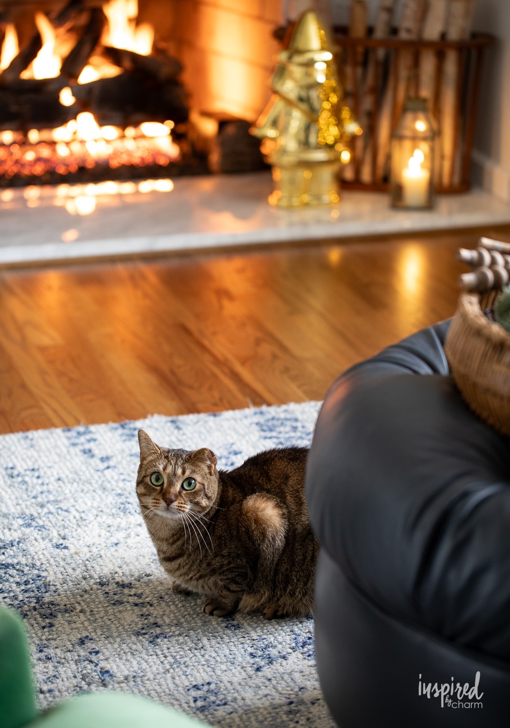 Leo cat in front of a fire place.