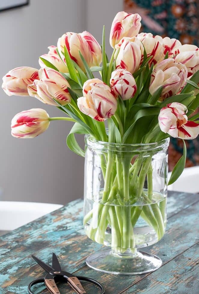 vase of parrot tulips